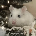 Dusty Christmas text.webp