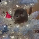 Kuy Christmas Text.webp