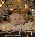 Cinnamon Christmas text.webp