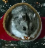 Henry Christmas text.webp