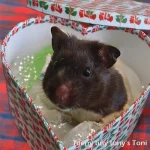 Toni Christmas Text.webp