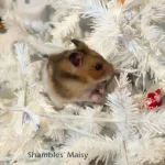 Shambles Maisy Text.webp