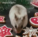 Liriel Christmas Text.webp