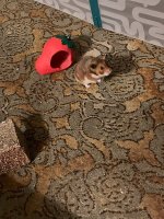 IMG_2560 jpeg.jpeg