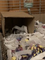 IMG_3716.jpeg