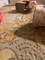 IMG_0581 jpeg.jpeg