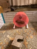 IMG_0586 jpeg.jpeg
