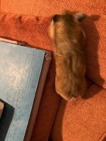 IMG_2591 jpeg.jpeg