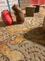 IMG_0583 jpeg.jpeg