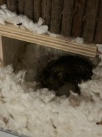 IMG_0150.jpeg