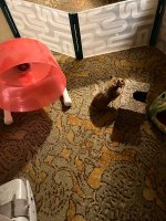 IMG_2657.jpeg