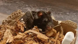 20250111_152921 Stash box.webp