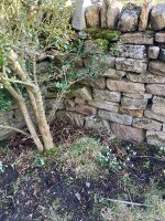 IMG_2716.jpeg