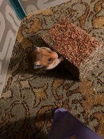 IMG_2727.jpeg