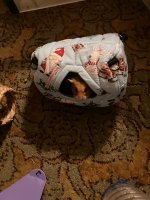 IMG_2728.jpeg