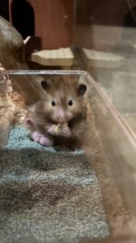 IMG_0655.jpeg