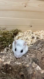 185B5C84-0EA8-4019-B1F3-C53F32058BD2.webp 185B5C84-0EA8-4019-B1F3-C53F32058BD2.webp