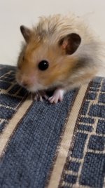 IMG_3471.jpeg