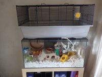 Kerry and 80 x 50 cage 2.jpg