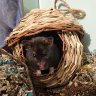 Hamster Haven