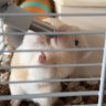 Hammy Chum