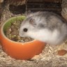 Redheaddegu