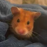 Cryptillian