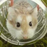 Hamtaro