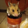 Hamlet Hamster