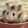 Hamsterpaws