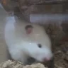 soaringtacocat123