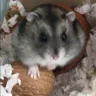 Remypaw3