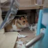 Thehampsterlover123