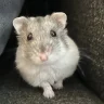 Jellybean