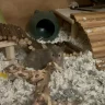 georgethehamster