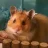 Hewie the Hammie.