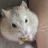 luluthehammy