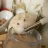 Sunnybunny