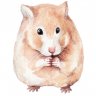 Royal Veterinary College Uk - Hamster advice